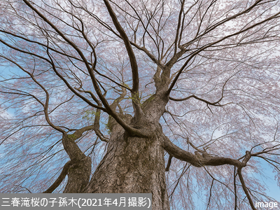 三春滝桜の子孫木｜ザ・パークハウスグラン三番町26